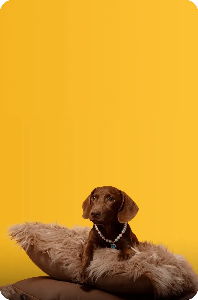 Small brown dachshund puppy wearing a pearl necklace with a heart pendant, lying on fluffy beige pillows against a yellow background.